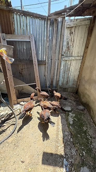 cuca: Heyratı cücələri 3 aylıqların tamam eləmiyiblər hələ yaxşı heyvanların — 4
