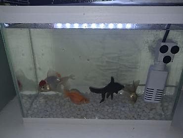 Quşlar: Salam Akvarium ölçüleri 35 uzunlug 15 en 25 hundurluk.akvariumun — 2