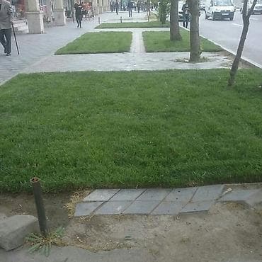 tülpan soğanı satışı: Qazon satılır sıx ve alaqsiz qazonlar olur eni yarpaq danimarka toxumu — 4