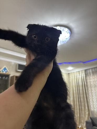 Şotland yastı qulaq, Dişi, Yaxşı əllərə, Ünvandan götürmə, Ödənişli çatdırılma