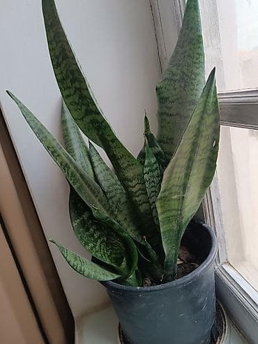 meyve veren kaktus: Satışda: dekorativ otaq və bağ bitkiləri - Echinopsis tipli tikanlı — 2