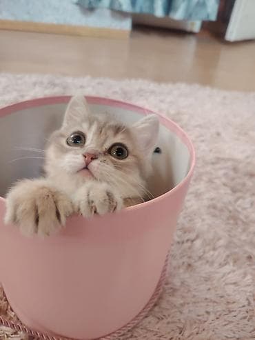 azerbaycan it adlari: Qızıl şinşilla, Dişi, Yaxşı əllərə, Ünvandan götürmə — 2