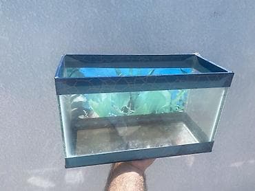 Akvariumlar: Dördbucaq akvarium, Boş, 6 l, Ünvandan götürmə, Ödənişli çatdırılma — 1