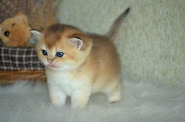 ag pişik: Открыта бронь на британских котят золотого окраса. Котята — 4