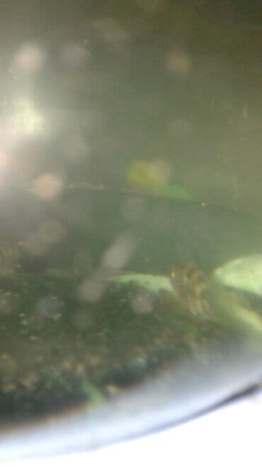 продажа аквариумных рыбок: Рыба панда, Мирные, Самовывоз — 3