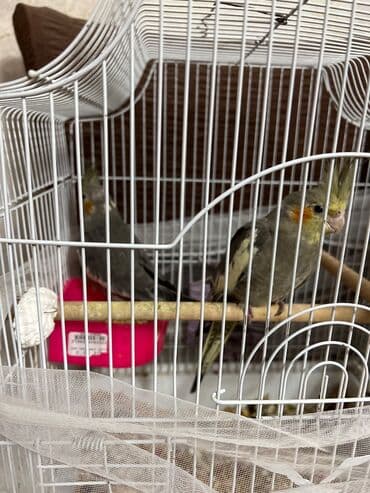 Другие животные: Korella tutuquşu Sarı Ana 1 yaş bala verən quşdur 2 ədəd bala 4 aylıq — 3