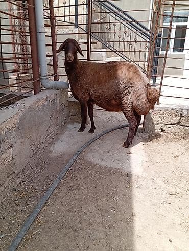 canavar balasi satilir: Dişi, Qala, il: 2, 90 kq, Damazlıq, Ünvandan götürmə — 9