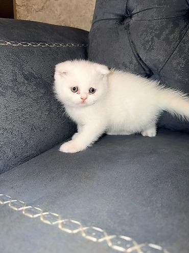 Şotland yastı qulaq