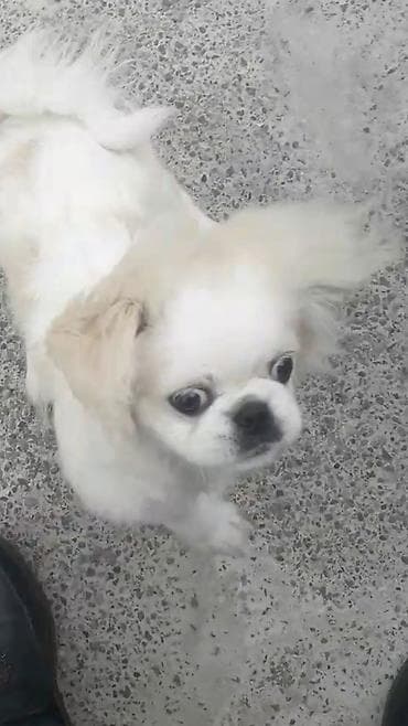 pudel satilir: Pekines — 1