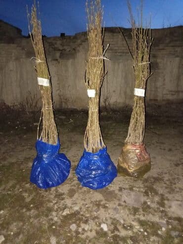 shit: Dekarativ bitgilerin satişi — 26