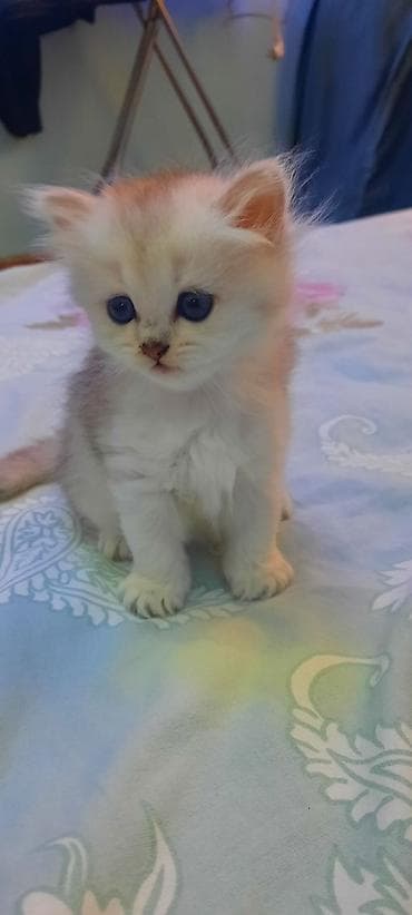 pisik sekileri: Britan — 3