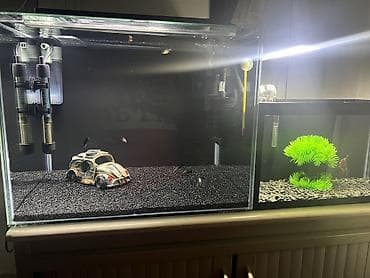 satıq at: Dördbucaq akvarium, Balıqlarla birlikdə, 55 l, Ünvandan götürmə, Ödənişli çatdırılma — 2