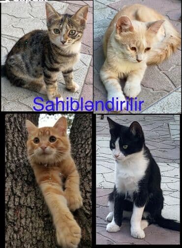 etibarli ellere it verilir: Erkək, Yaxşı əllərə, Ünvandan götürmə — 1