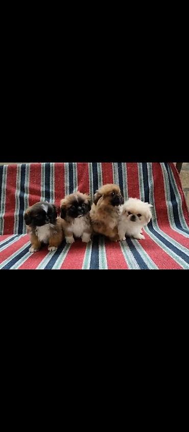 balaca it ucuz: Pekines, 3 ay, Erkek — 1