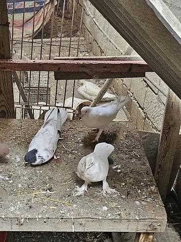 ağ göyərçin: Salam. 4 dənə göyərçindi tam sağlamdılar heçbir xəsdəlikləri yoxdur — 8