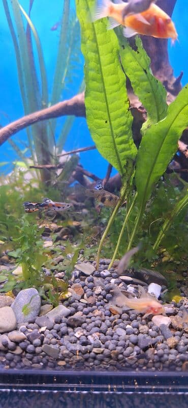 С/х животные и товары: Гуппи, Мирные, Самовывоз — 5