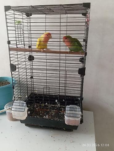 Птицы: Sevimli cüt “lovebird” (nerazluçnik) papuqayları və qəfəs dəsti sarı — 1