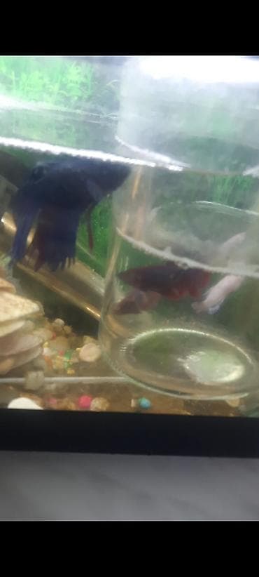 qax heyvan: Betta (Petuşok balığı) — 4