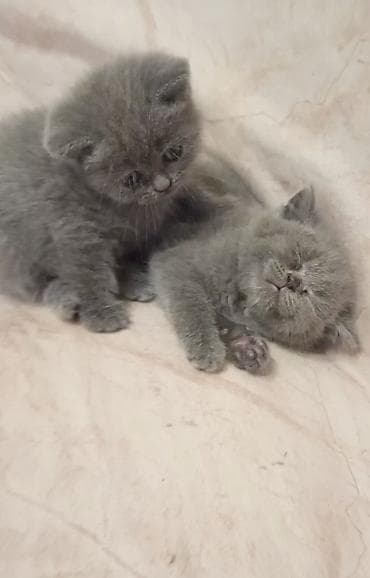 boz pişik adları: Yaxşı əllərə — 1