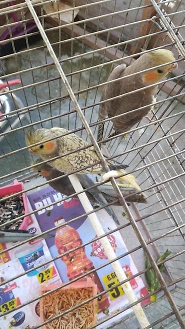 quş: Korella 35 manattan bozlar sarilar 45-50 Azn qefesde var 15-20 Azn — 3