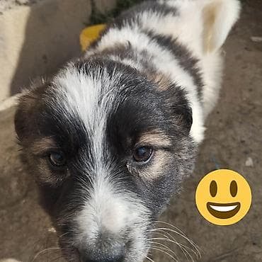 Птицы: Bu küçükler menimdir.Amma artıq 2 aylıqdırlar.Kim isteyir desin.Pul — 3