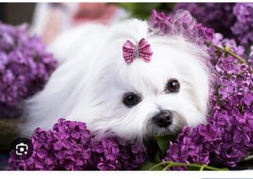 coban it adlari: Malta bolonka, 1 ay, Erkek — 2