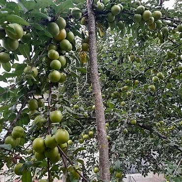 mdf satışı: Məhsul: Zoğal bağından təzə zoğal (Cornus mas) Təsvir: - Şəkillərdə — 5