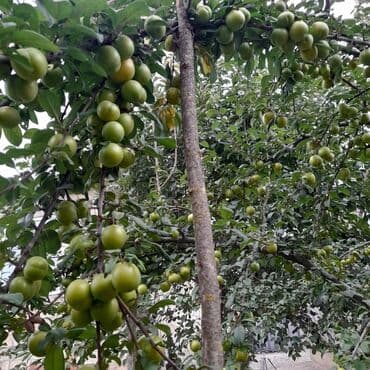 копилка на 100 тысяч таблица: Qusarin kendi 10 km arligda gozel ponramali yerdi tecili satilir — 10