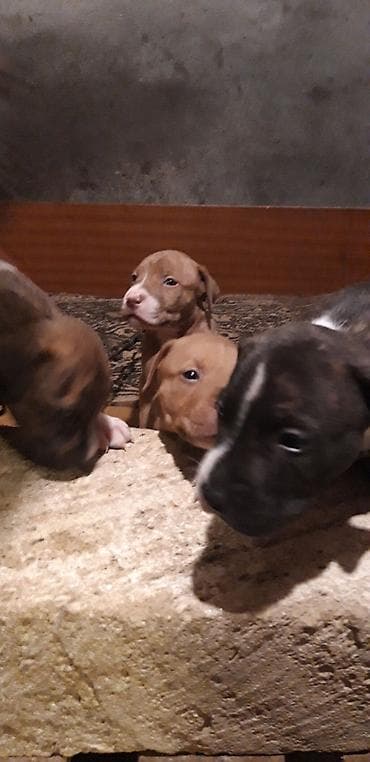 pitbull balalari: Pitbul, Peyvəndli — 6