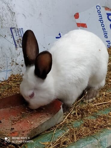 Kalfor dovsanlar temiz qan