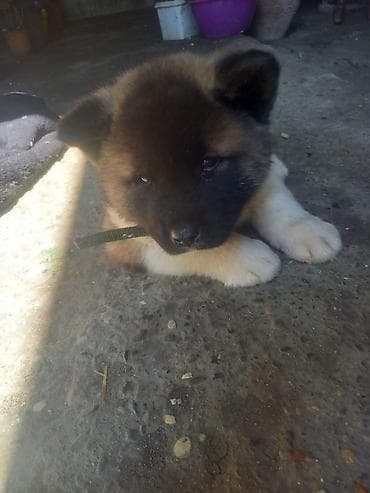 itlə: Akita-inu, 1 ay, Erkek, Peyvəndli, Ünvandan götürmə — 2