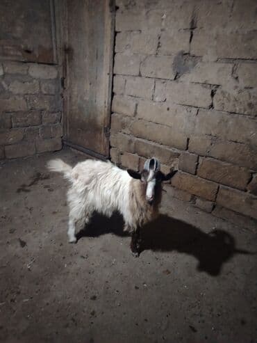 çəpiş əti: Erkək, il: 1, 12 kq, Ətlik, Ünvandan götürmə — 2