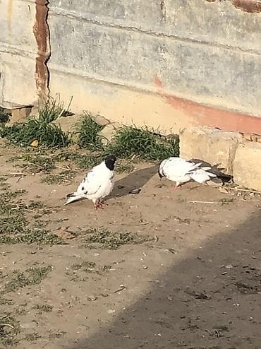 papuqay quş: Tergizme quslar satilir bir qusxana 
250 azn 35 dene qusdu — 5