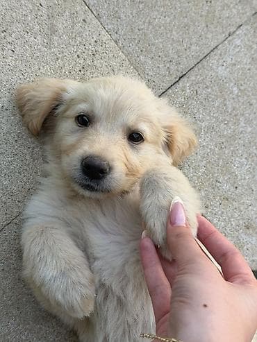 İtlər: Retriever, Peyvəndli — 2