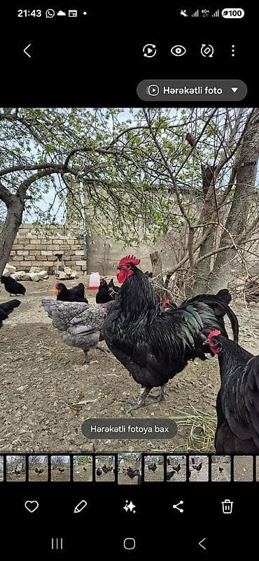 ebres ag quyruq: Xoruz, il: 1 — 1