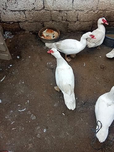 Hinduşkalar: Məhsul: Ağ maskovi ördəklər (indoutka) tam saglam 7 ayliqdilar satilir — 2