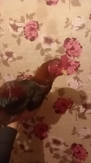 Птицы: Курица, Для разведения — 2