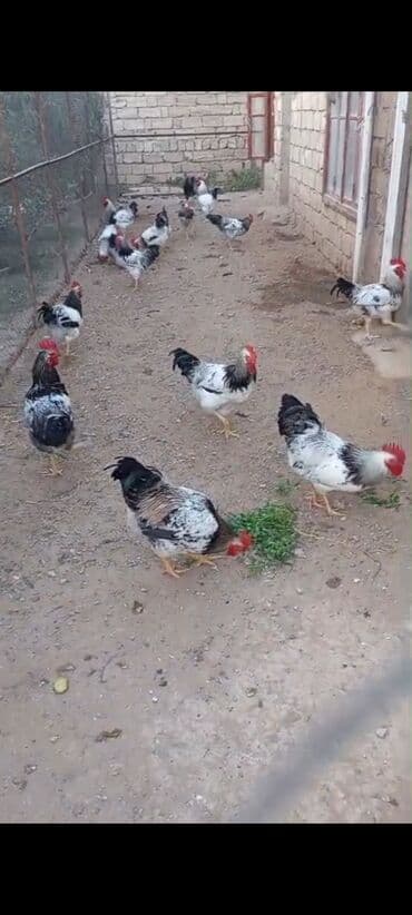 xoruzun nece rengi var: Məhsul: Təmiz həyət şəraitində saxlanılan xoruzlar Təsvir: - — 2