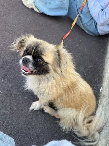 setteri it cinsinin digər adı: Pekines, 2 il, Erkek — 2