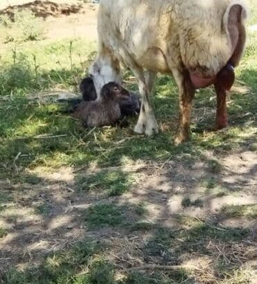 Gəmiricilər: Sürülü qoç-qoyun təsərrüfatı üçün çoxsaylı bala verən ana qoyunlar — 2