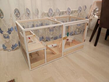 ag dovsan: Dovşan,hamster,şinşila,bildirçin,cücə,xamyak,pişik,quş ve s kimi ev — 2