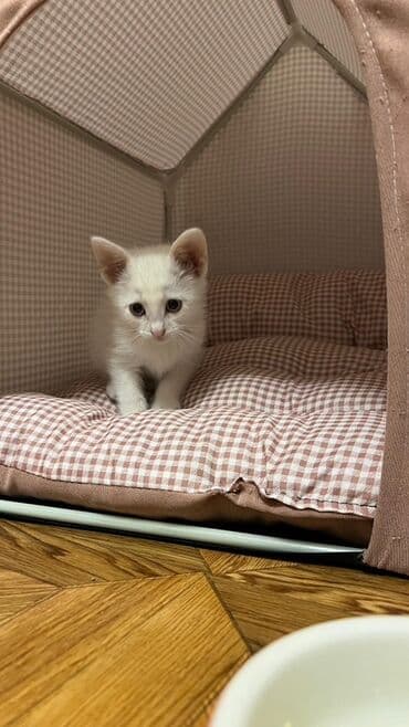 в добрые руки котята: Самка, В добрые руки, Самовывоз — 3