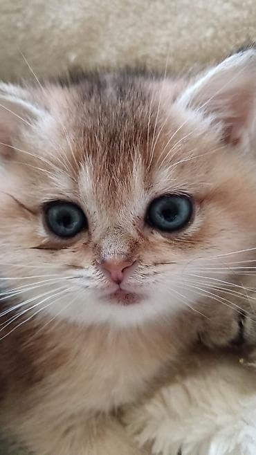 pişik siyam: Britan — 1