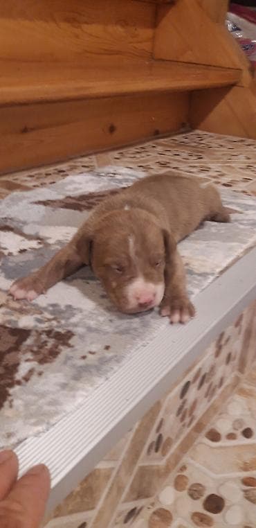 it pitbull: Pitbul, Peyvəndli — 10