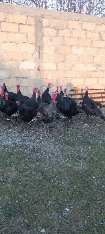 Gəmiricilər: Məhsul: Hinduşka sürüsü Təsvir: 8 ayliq tam sağlam kəsimə yararlı — 5