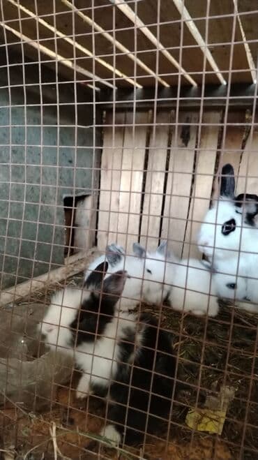 dovşan satişi: 23 gunluk Karlik balalar. Sekilde analarida duwub. Temiz saqlam ev — 2
