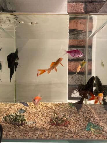 oskar balığı: Akvarium, balıqlarla birlikdə satılır 120 AZN. Ödənişli çatdırılma ilə — 1