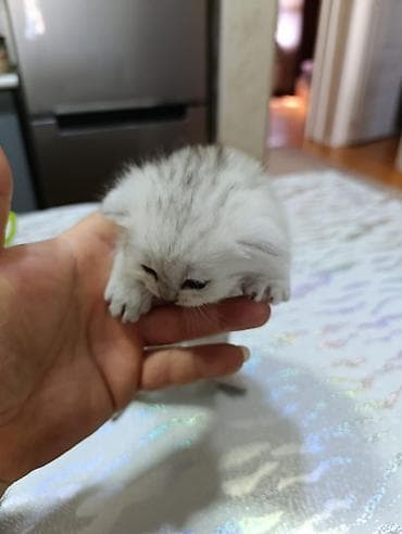 sfinks pişik: Şotland yastı qulaq — 7