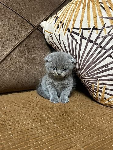 Şotland yastı qulaq lalafo.az -da Şotland yastı qulaq