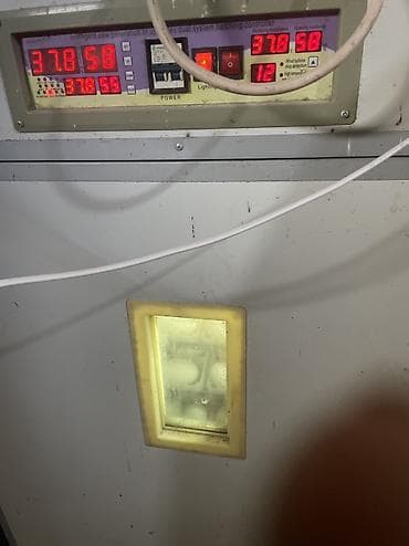 linda kuban: Salam şəkildəki linda kuban qazlarını tam mayalı təzə yumurtalarını — 4